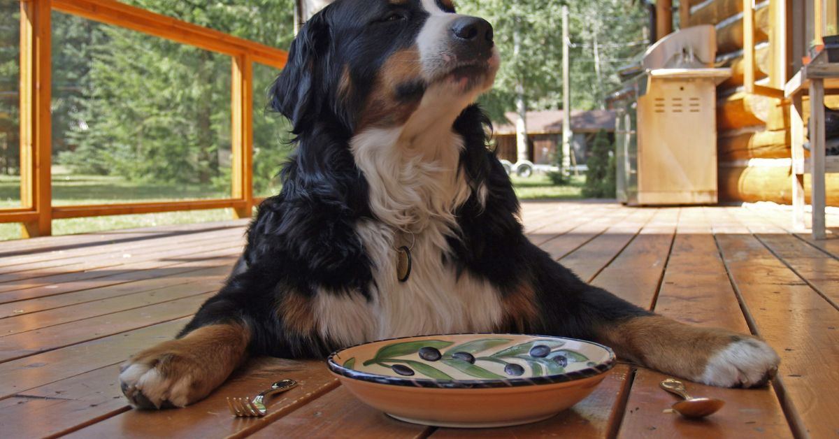 A Dog Eating⁠