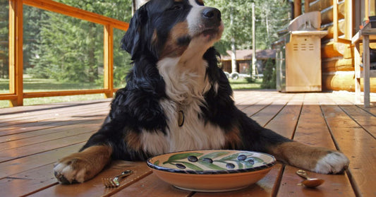 A Dog Eating⁠