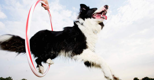 A dog jumping through a hoop