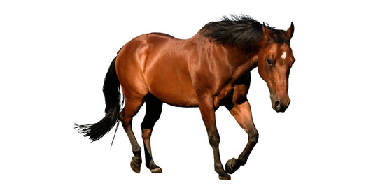Brown Horse
