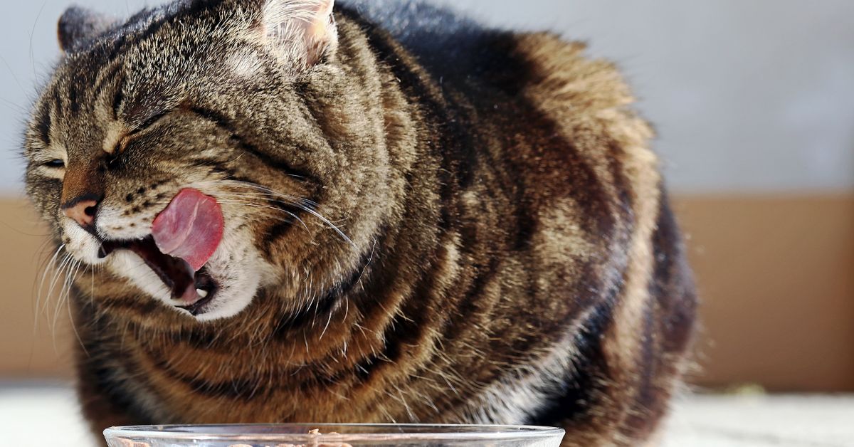 Cat Licking Mouth After Eating Food