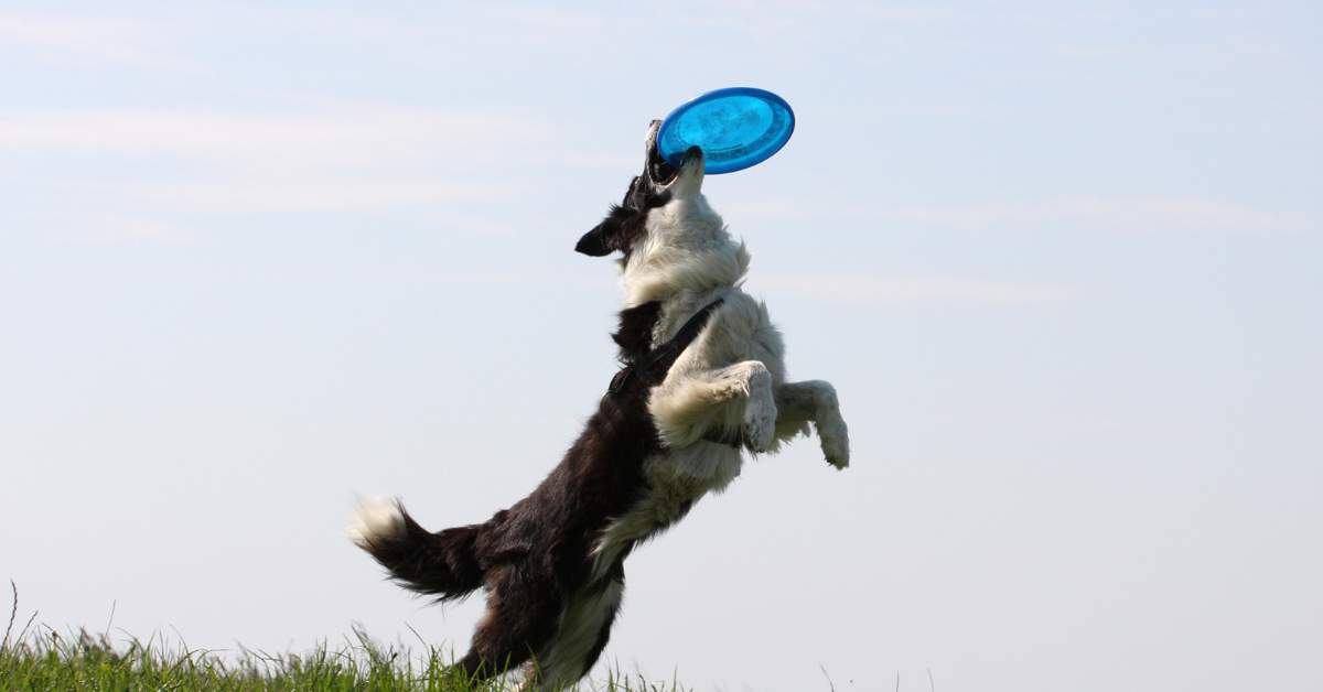 Dog Catching Frisbee