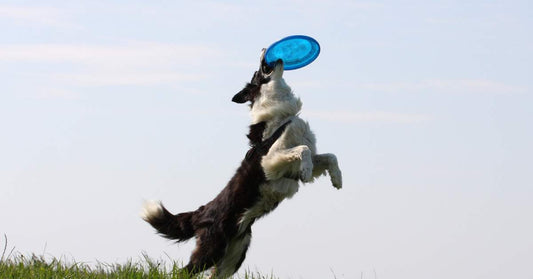 Dog Catching Frisbee