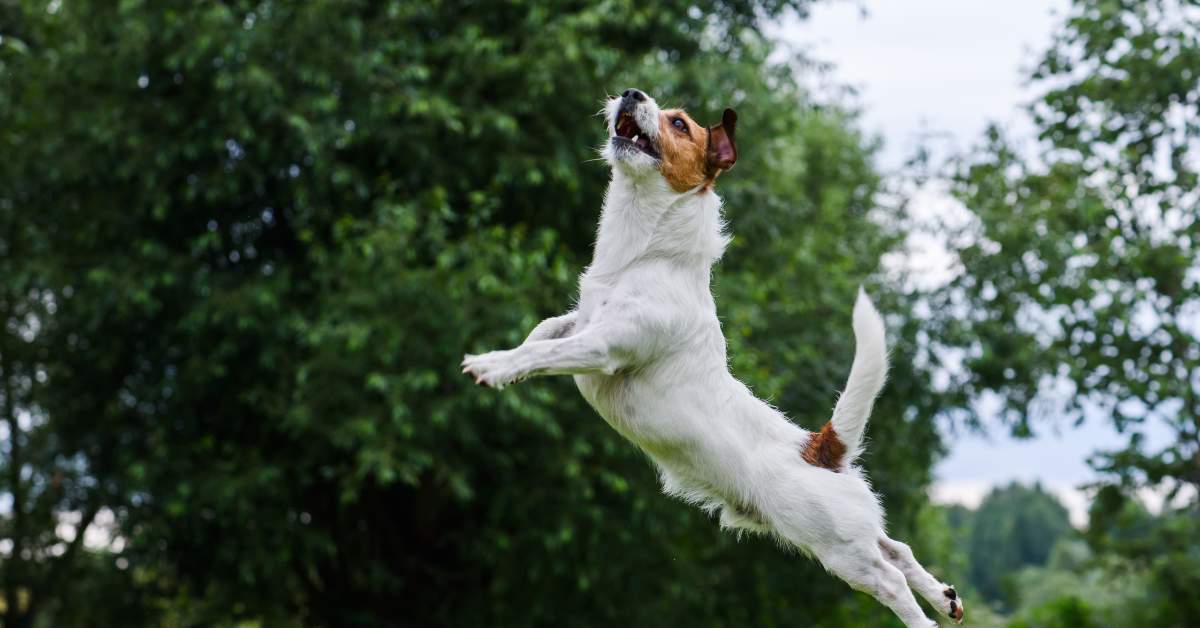 Dog agility: terrier jumping and flying high