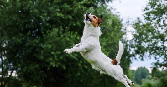 Dog agility: terrier jumping and flying high