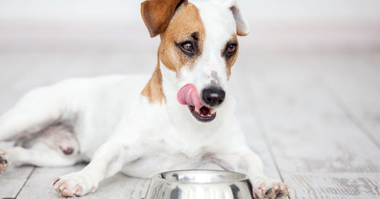 How Fulvic Acid Enhances Nutrient Absorption in Dogs