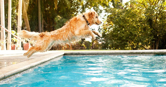 Dog with healthy joints jumping into pool