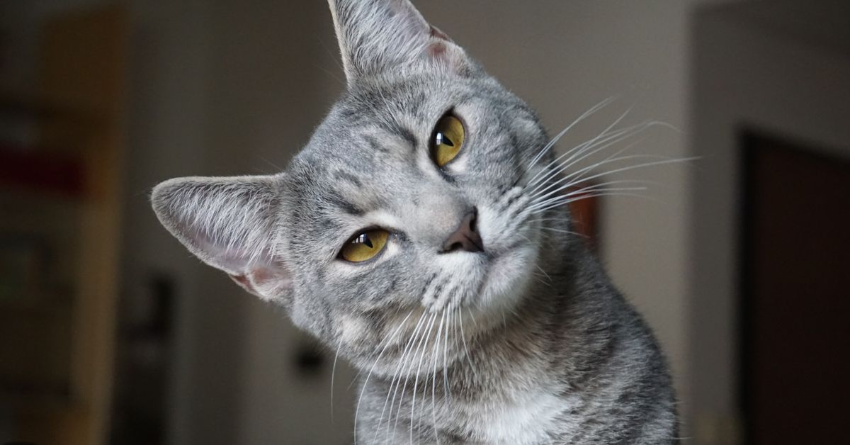 Top Signs Your Cat Might Need Joint Supplements