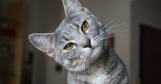 Top Signs Your Cat Might Need Joint Supplements