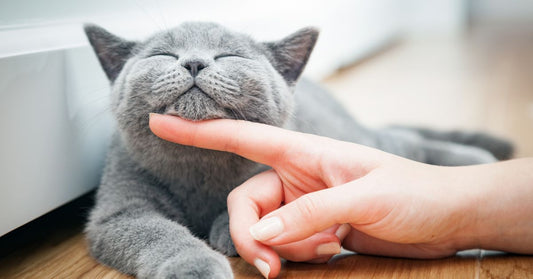 Grey Kitten Being Stroked