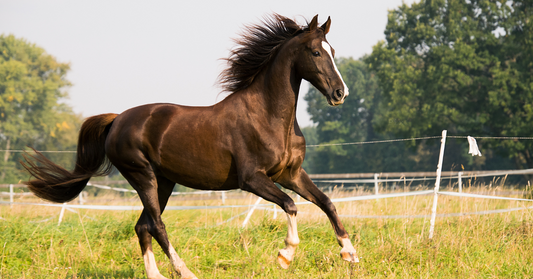 Horse in Nature