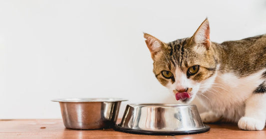 Pet Cat Eating from Bowl⁠
