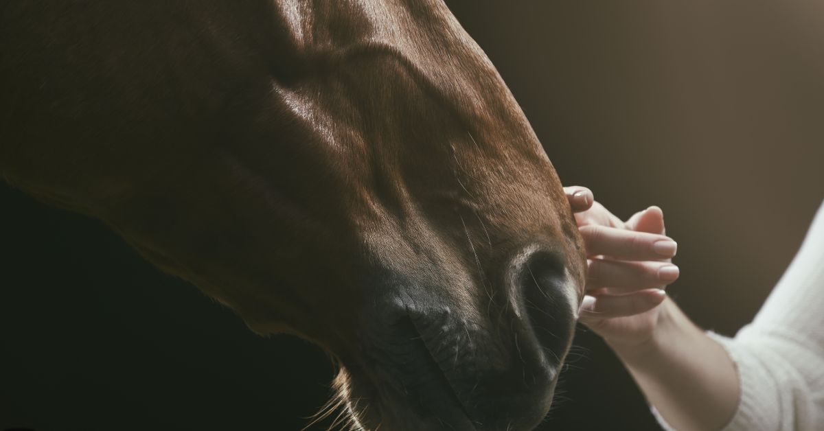 Woman hand stroking horse