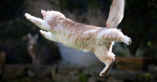 jumping cat⁠