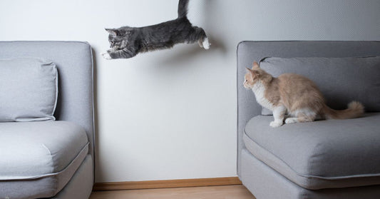 jumping cat