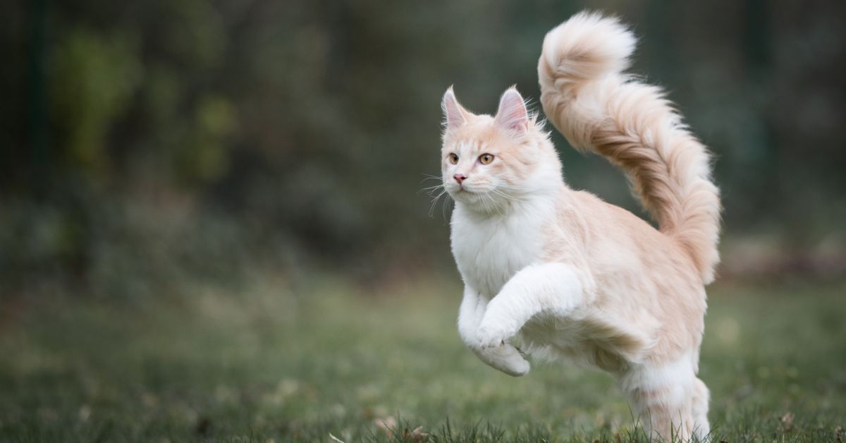 maine coon cat⁠ jumping