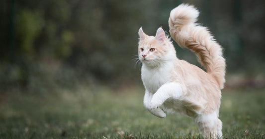 maine coon cat⁠ jumping