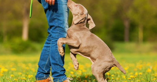 person with a Weimaraner puppy outdoors